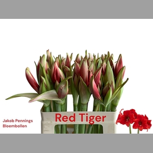 Hipp Ga Gr Red Tiger