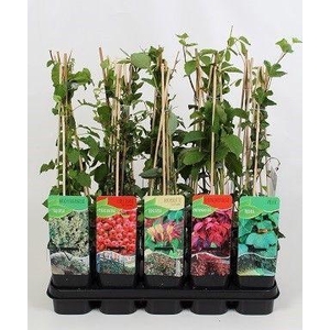 klimplantenmix: Lonicera, Parthenocissus, Hedera, Fallopia, Pyracantha