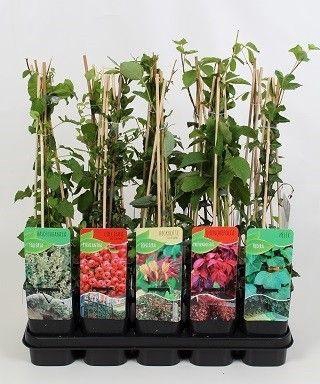 <h4>klimplantenmix: Lonicera, Parthenocissus, Hedera, Fallopia, Pyracantha</h4>