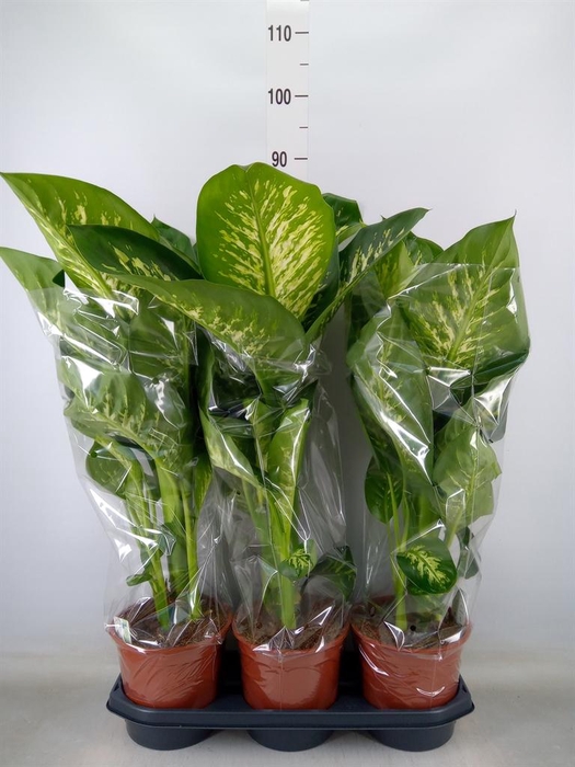 <h4>Dieffenbachia seg. 'Tropic Snow'</h4>