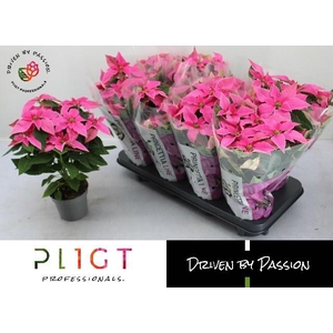 EUPHOR P PRI HO PINK