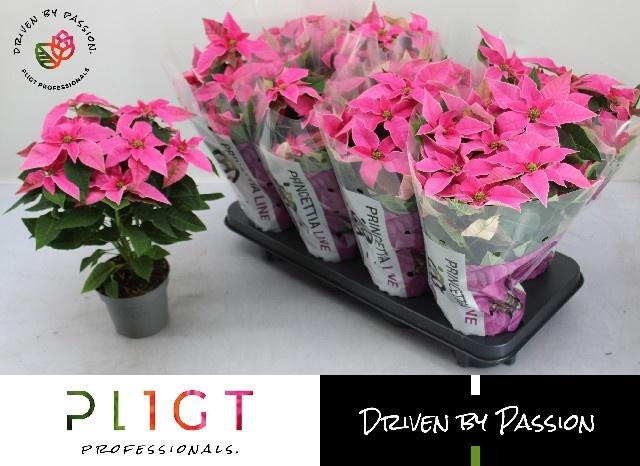 <h4>EUPHOR P PRI HO PINK</h4>