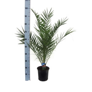 PHOENIX CANARIENSIS