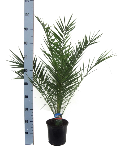 <h4>PHOENIX CANARIENSIS</h4>