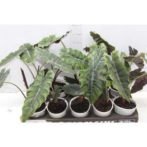 ALOCASIA CHANTRIERI P12