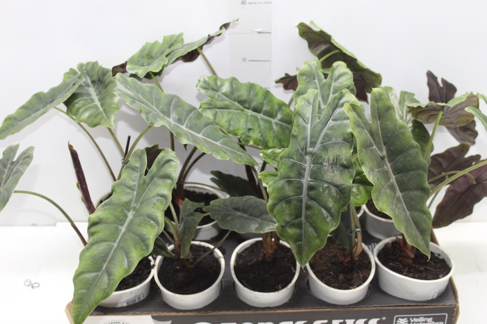 <h4>ALOCASIA CHANTRIERI P12</h4>