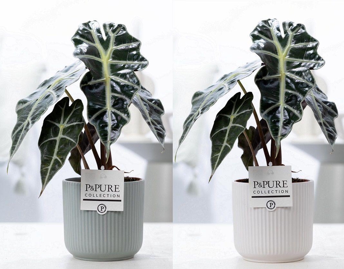 <h4>Alocasia Polly in P&PURE Sophie ceramics ass. 2</h4>