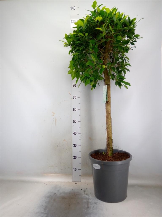 <h4>Ficus ...</h4>