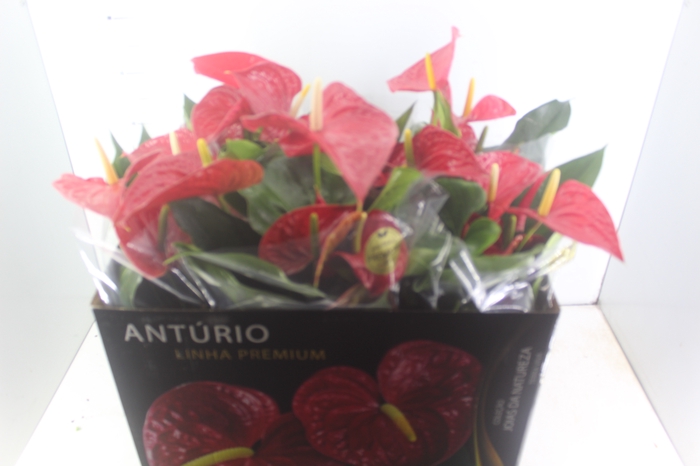 <h4>ANTHURIUM MICHIGAN P17 PREMIUM</h4>