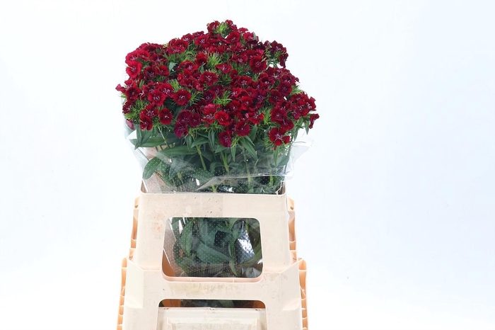 <h4>Di Barb S Will Red</h4>