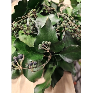 GESTABILISEERD HEDERA MET BES