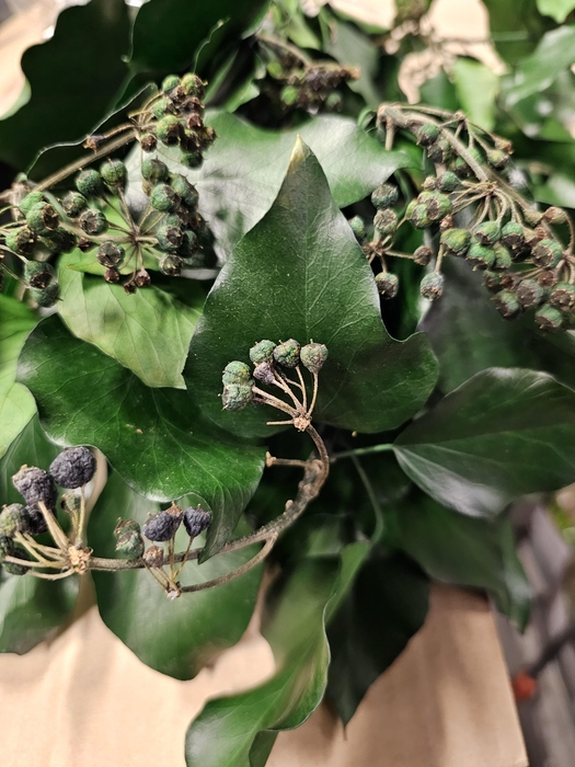 <h4>GESTABILISEERD HEDERA MET BES</h4>