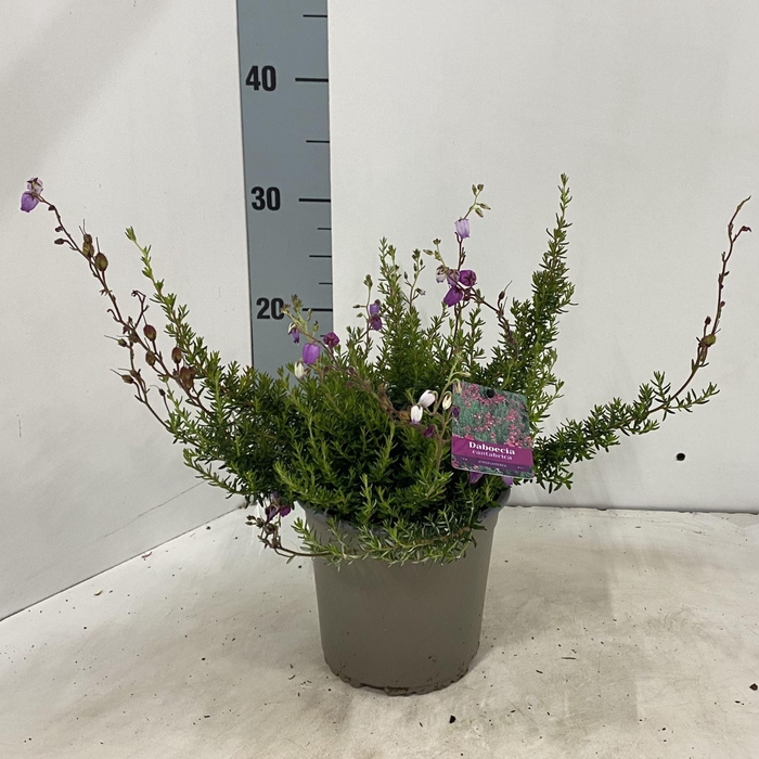 <h4>Daboecia cantabrica Atropurpurea</h4>