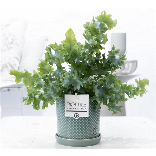 <h4>Phlebodium Davana in P&PURE Lauren ceramics green</h4>