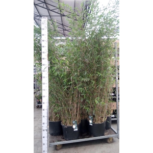 Fargesia  'Viking'