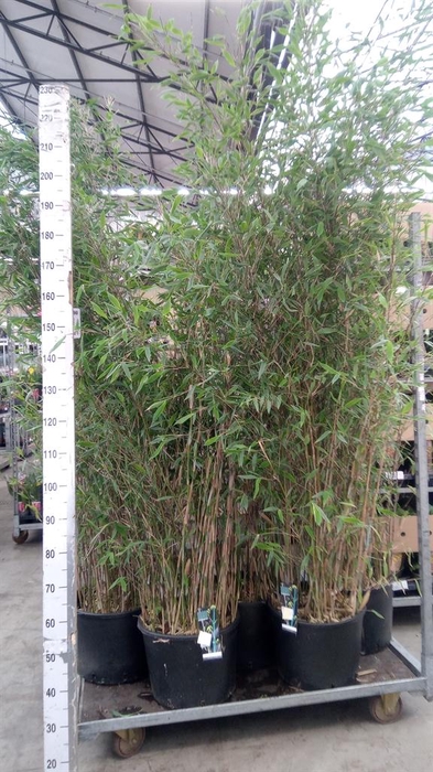 <h4>Fargesia 'Viking'</h4>