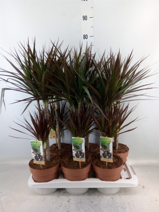 <h4>Dracaena marg. 'Magenta'</h4>