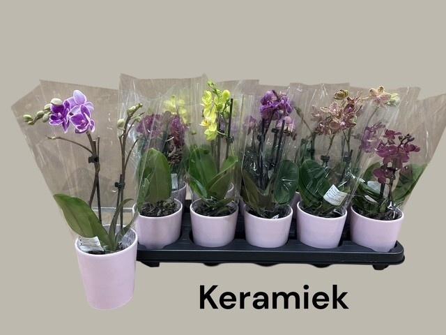 <h4>ARR PHALA MT 14+</h4>