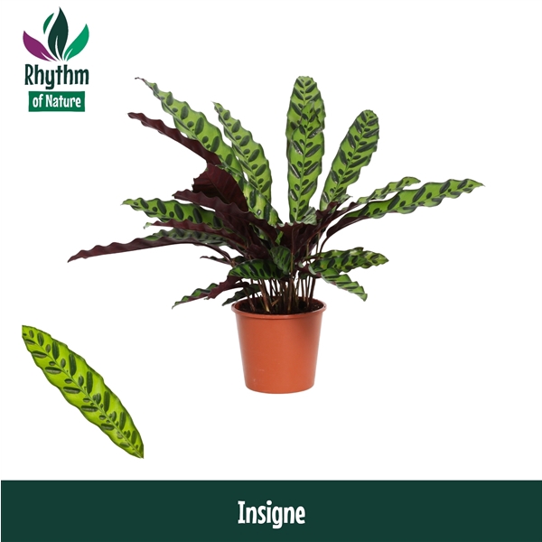 <h4>Calathea 14cm Insigne Rhythm of Nature (Lancifolia)</h4>