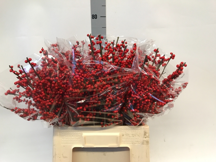 <h4>ILEX VE RODE BES</h4>