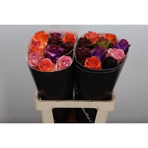 Wax-Rozen Wax Classic Mixed