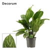 Aglaonema 17 cm Stripes (Decorum)