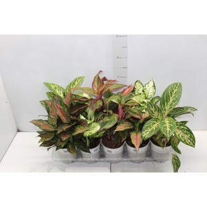 AGLAONEMA VARIADA P12