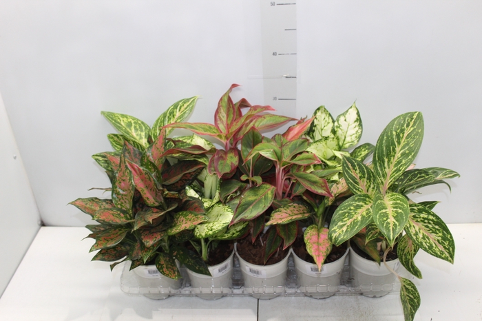 <h4>AGLAONEMA VARIADA P12</h4>