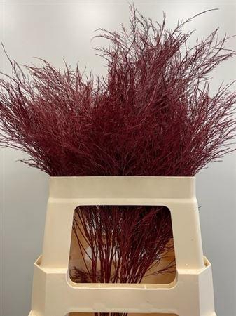 <h4>Treefern Bordeaux</h4>