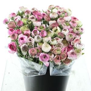 Ran El Sr Cappuccino Pink Extra