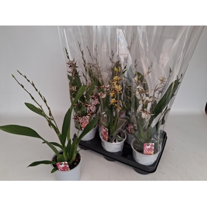 BRASSIA SUMMER DREAM