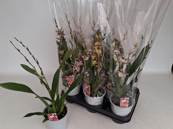 <h4>BRASSIA SUMMER DREAM</h4>