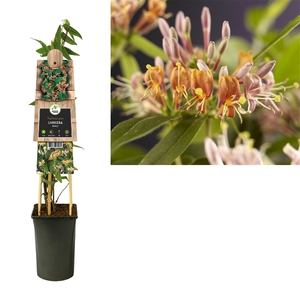 Lonicera henryi +3.0 label