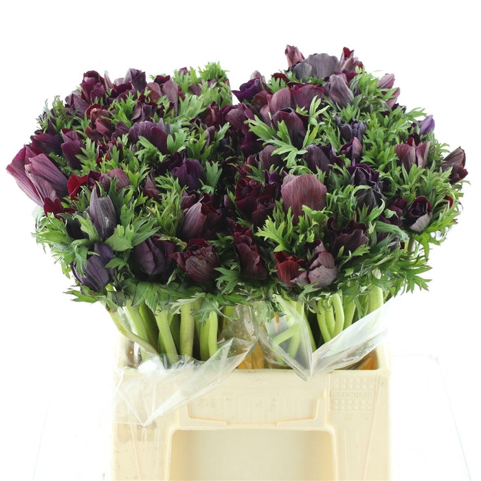 <h4>Anem Mistral Sr Black Super</h4>