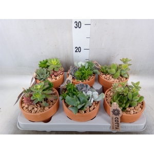 Arr.  Succulents L%