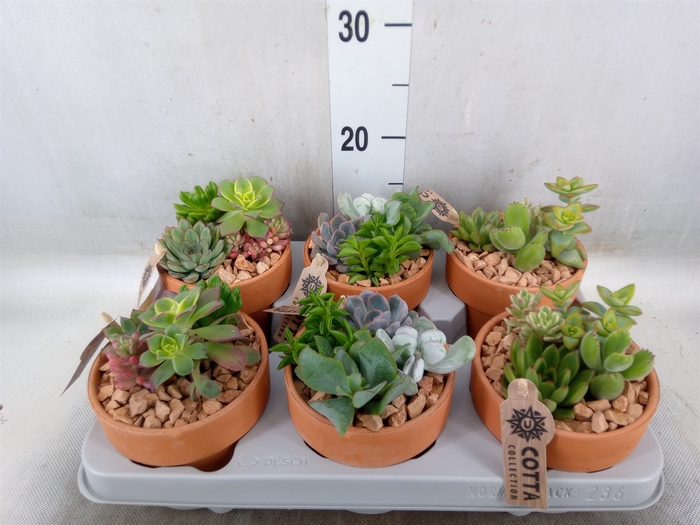 <h4>Arr.  Succulents L%</h4>