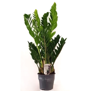 Zamioculcas zamiifolia