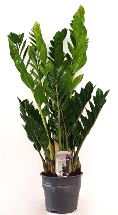 <h4>Zamioculcas zamiifolia</h4>