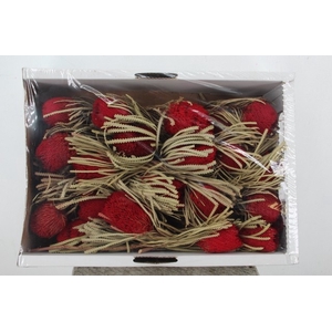 DF Banksia Hookerana Red
