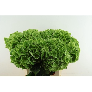 Hydr M Cl. Emerald Green 75-21