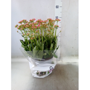 Kalanchoe  'WildFlow Ladylike'