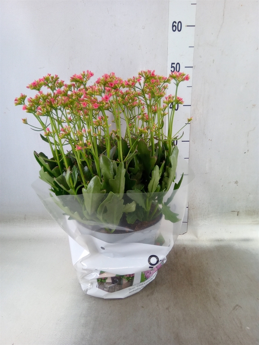 <h4>Kalanchoe  'WildFlow Ladylike'</h4>