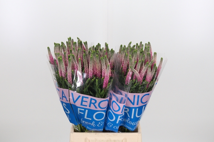 <h4>Veron Clea Roswhita</h4>