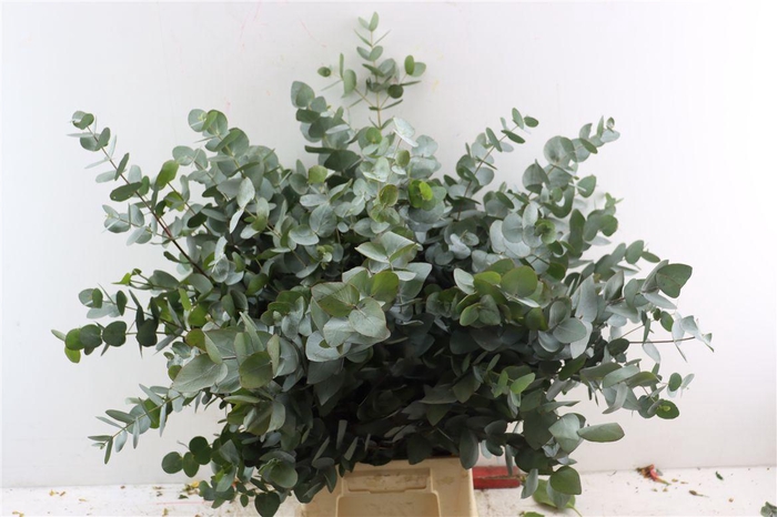 <h4>Euca Cinerea 400gr South Africa P Bunch</h4>