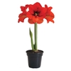 AMARYLLIS P14 VERMELHO MIN 2 HT