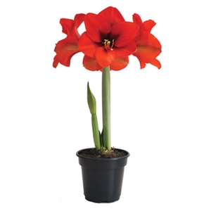 AMARYLLIS P14 MIN 2 HT