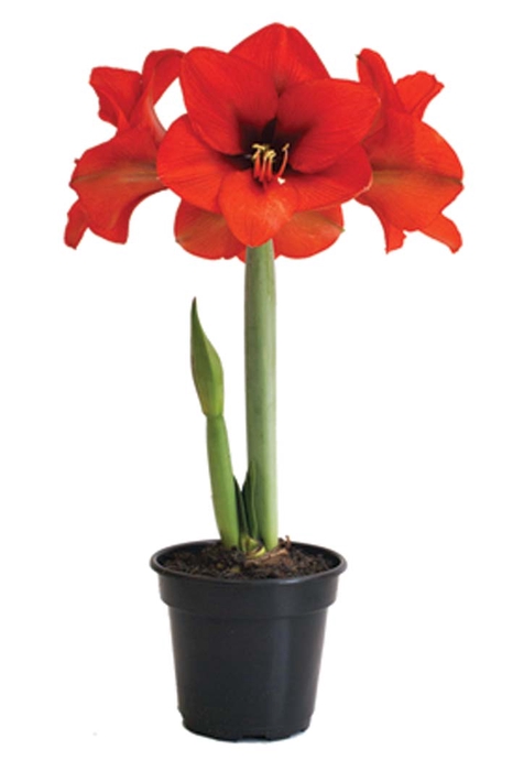 <h4>AMARYLLIS P14 VERMELHO MIN 2 HT</h4>