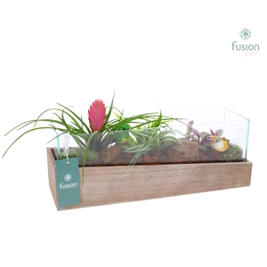 Aquarium Medium met Arrangement