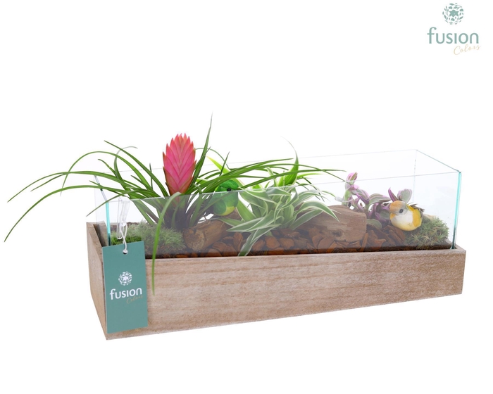 <h4>Aquarium Medium met Arrangement</h4>