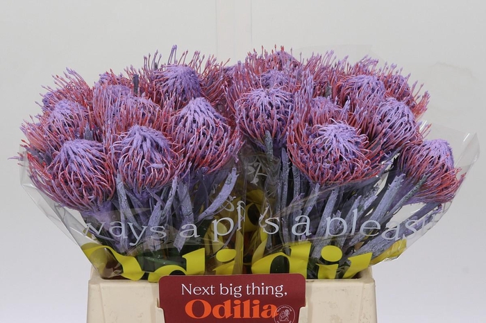 <h4>Nutans Painted Milka</h4>